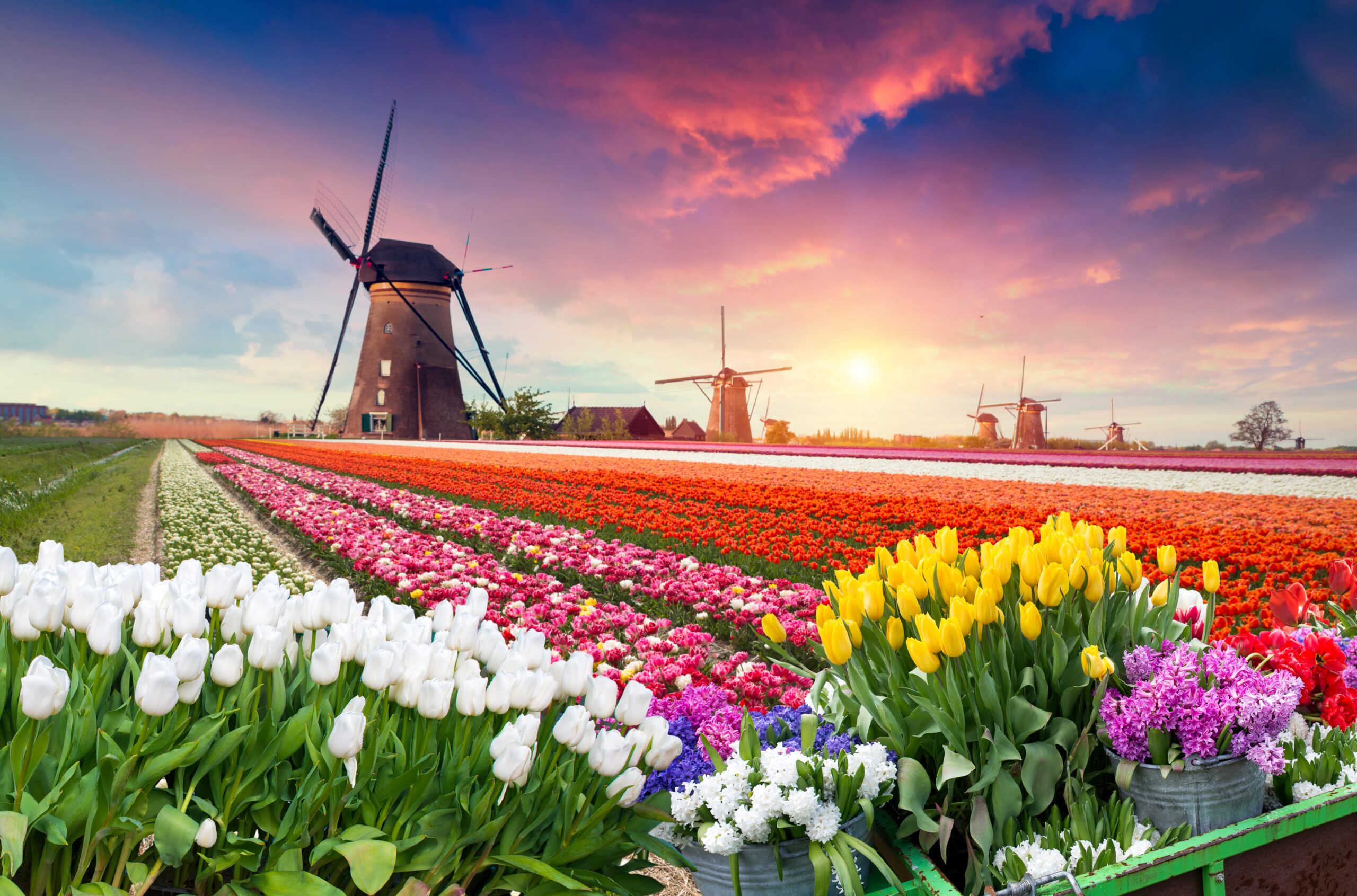 Netherlands ferry tickets tulip Traghetto per Olanda
