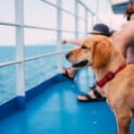 Traveling by ferry with pets: everything you need to know!